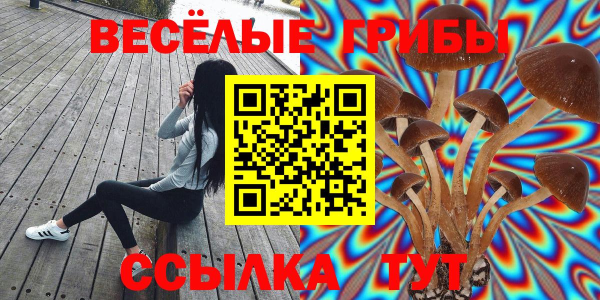 Псилоцибиновые грибы Psilocybine cubensis Тобольск